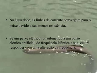 • Na água doce, as linhas de corrente convergem para o 
peixe devido a sua menor resistência. 
• Se um peixe elétrico for submetido a um pulso 
elétrico artificial, de frequência idêntica a sua, ele irá 
responder com uma alteração da frequência. 
 