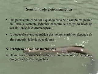Sensibilidade eletromagnética 
• Um peixe é um condutor e quando nada pelo campo magnético 
da Terra, a corrente induzida encontra-se dentro do nível de 
sensibilidade da eletrorrecepção. 
• A percepção eletromagnética dos peixes marinhos depende da 
alta condutividade da água do mar. 
 Percepção de campos magnéticos 
 Há muitas informações anedóticas e semianedóticas: percebe a 
direção da bússola magnética. 
 