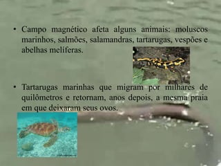 • Campo magnético afeta alguns animais: moluscos 
marinhos, salmões, salamandras, tartarugas, vespões e 
abelhas melíferas. 
• Tartarugas marinhas que migram por milhares de 
quilômetros e retornam, anos depois, a mesma praia 
em que deixaram seus ovos. 
 