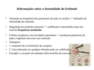 Informações sobre a Intensidade do Estímulo 
• Alteração na frequência dos potenciais de ação no axônio => indicador da 
intensidade do estímulo. 
• Magnitude do estímulo sensorial => codificada e transmitida como um 
sinal de frequência modulada. 
• Células receptoras com atividade espontânea => produzem potenciais de 
ação e impulsos nervosos sem estímulo. 
• Vantagens: 
• 1. Aumento da sensibilidade do receptor; 
• 2. Uma alteração em qualquer direção pode ser codificada. 
• Exemplo: o receptor de radiação infravermelha da cascavel. 
 