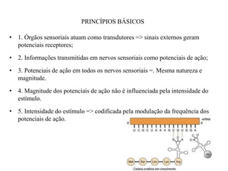PRINCÍPIOS BÁSICOS 
• 1. Órgãos sensoriais atuam como transdutores => sinais externos geram 
potenciais receptores; 
• 2. Informações transmitidas em nervos sensoriais como potenciais de ação; 
• 3. Potenciais de ação em todos os nervos sensoriais =. Mesma natureza e 
magnitude. 
• 4. Magnitude dos potenciais de ação não é influenciada pela intensidade do 
estímulo. 
• 5. Intensidade do estímulo => codificada pela modulação da frequência dos 
potenciais de ação. 
 