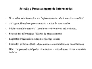 Seleção e Processamento de Informações 
• Nem todas as informações nos órgãos sensoriais são transmitidas ao SNC. 
• > triagem, filtração e processamento – antes da transmissão. 
• Inicia – neurônio sensorial / continua – vários níveis até o cérebro. 
• Seleção das informações / Etapas de processamento 
• Exemplo: processamento das informações visuais 
• Estímulos artificiais (luz) – direcionados , cronometrados e quantificados 
• Olho composto de artrópodes => estrutura – unidades receptoras sensoriais 
isoladas 
 