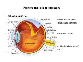 Processamento de Informações 
• Olho de mamíferos: 
• Retina com fovea centralis => pequena área central, contém apenas cones. 
• Região de maior acuidade visual sob luz intensa, mas insensível à luz fraca 
devido a ausência de bastonetes. 
• Olho da rã: 
• Retina sem fóvea => cones e bastonetes uniformes – estrutura da retina 
idêntica 
• Fotorreceptores => vários tipos de neurônios 
• Células ganglionares – axônio – nervo óptico 
• ½ mi. de cél. ganglionares / + de 1mi. de cél. receptoras (bastonetes e cones) 
• Nervo óptico não transmite quadro completo da imagem. 
• Necessidade de discriminação ou processamento. 
 
