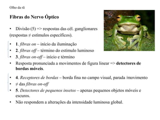 Olho da rã 
Fibras do Nervo Óptico 
• Divisão (5) => respostas das cél. ganglionares 
(respostas ≠ estímulos específicos). 
• 1. fibras on – início da iluminação 
• 2. fibras off – término do estímulo luminoso 
• 3. fibras on-off – início e término 
• Resposta pronunciada a movimentos de figura linear => detectores de 
bordas móveis. 
• 4. Receptores de bordas – borda fina no campo visual, parada /movimento 
• ≠ das fibras on-off 
• 5. Detectores de pequenos insetos – apenas pequenos objetos móveis e 
escuros. 
• Não respondem a alterações da intensidade luminosa global. 
 