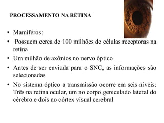 PROCESSAMENTO NA RETINA 
• Mamíferos: 
• Possuem cerca de 100 milhões de células receptoras na 
retina 
• Um milhão de axônios no nervo óptico 
• Antes de ser enviada para o SNC, as informações são 
selecionadas 
• No sistema óptico a transmissão ocorre em seis níveis: 
Três na retina ocular, um no corpo geniculado lateral do 
cérebro e dois no córtex visual cerebral 
 