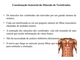 Coordenação Sensorial do Músculo de Vertebrados 
• Os músculos dos vertebrados são inervados por um grande número de 
axônios. 
• Cada um ramificando-se em um pequeno número de fibras musculares 
chamadas de unidades motora. 
• A contração dos músculos dos vertebrados está sob comando de uma 
central que recebe informações de várias fontes. 
• Não há necessidade de axônios inibitórios diretamente no músculo. 
• O nervo que chega ao músculo possui fibras que transmitem impulsos 
para estimular a contração. 
 