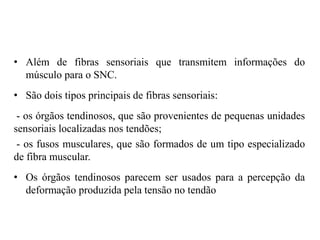 • Além de fibras sensoriais que transmitem informações do 
músculo para o SNC. 
• São dois tipos principais de fibras sensoriais: 
- os órgãos tendinosos, que são provenientes de pequenas unidades 
sensoriais localizadas nos tendões; 
- os fusos musculares, que são formados de um tipo especializado 
de fibra muscular. 
• Os órgãos tendinosos parecem ser usados para a percepção da 
deformação produzida pela tensão no tendão 
 
