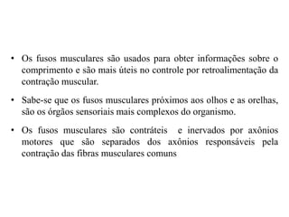 • Os fusos musculares são usados para obter informações sobre o 
comprimento e são mais úteis no controle por retroalimentação da 
contração muscular. 
• Sabe-se que os fusos musculares próximos aos olhos e as orelhas, 
são os órgãos sensoriais mais complexos do organismo. 
• Os fusos musculares são contráteis e inervados por axônios 
motores que são separados dos axônios responsáveis pela 
contração das fibras musculares comuns 
 
