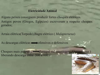 Eletricidade Animal 
Alguns peixes conseguem produzir fortes choques elétricos. 
Antigos povos (Gregos, Egípcios) escreveram a respeito choques 
gerados; 
Arraia elétrica(Torpedo),Bagre elétrico ( Malapterurus) 
As descargas elétricas ofensivos e defensivos 
Choques mais potentes Poraquê sul-americana (Eletrophorus ) 
liberando descarga entre 500 a 600 v 
 