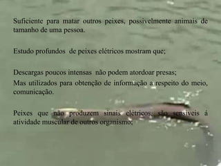 Suficiente para matar outros peixes, possivelmente animais de 
tamanho de uma pessoa. 
Estudo profundos de peixes elétricos mostram que; 
Descargas poucos intensas não podem atordoar presas; 
Mas utilizados para obtenção de informação a respeito do meio, 
comunicação. 
Peixes que não produzem sinais elétricos, são sensíveis á 
atividade muscular de outros organismo; 
 
