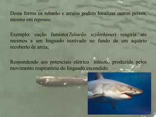 Desta forma os tubarão e arraias podem localizar outros peixes, 
mesmo em repouso. 
Exemplo: cação faminto(Tubarão scylorhinus) reagiria ate 
mesmos a um linguado inativado no fundo de um aquário 
recoberto de areia; 
Respondendo aos potenciais elétrico mínimo produzido pelos 
movimento respiratório do linguado escondido. 
 
