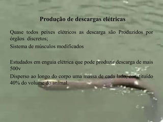 Produção de descargas elétricas 
Quase todos peixes elétricos as descarga são Produzidos por 
órgãos discretos; 
Sistema de músculos modificados 
Estudados em enguia elétrica que pode produzir descarga de mais 
500v 
Disperso ao longo do corpo uma massa de cada lado, constituído 
40% do volume do animal. 
 