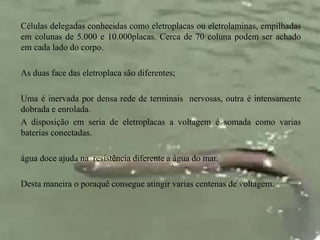 Células delegadas conhecidas como eletroplacas ou eletrolaminas, empilhadas 
em colunas de 5.000 e 10.000placas. Cerca de 70 coluna podem ser achado 
em cada lado do corpo. 
As duas face das eletroplaca são diferentes; 
Uma é inervada por densa rede de terminais nervosas, outra é intensamente 
dobrada e enrolada. 
A disposição em seria de eletroplacas a voltagem é somada como varias 
baterias conectadas. 
água doce ajuda na resistência diferente a água do mar. 
Desta maneira o poraquê consegue atingir varias centenas de voltagem. 
 