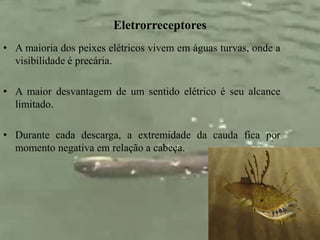 Eletrorreceptores 
• A maioria dos peixes elétricos vivem em águas turvas, onde a 
visibilidade é precária. 
• A maior desvantagem de um sentido elétrico é seu alcance 
limitado. 
• Durante cada descarga, a extremidade da cauda fica por 
momento negativa em relação a cabeça. 
 