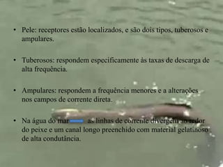 • Pele: receptores estão localizados, e são dois tipos, tuberosos e 
ampulares. 
• Tuberosos: respondem especificamente às taxas de descarga de 
alta frequência. 
• Ampulares: respondem a frequência menores e a alterações 
nos campos de corrente direta. 
• Na água do mar as linhas de corrente divergem ao redor 
do peixe e um canal longo preenchido com material gelatinoso 
de alta condutância. 
 