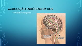 MODULAÇÃO ENDÓGENA DA DOR
• Opióides endógenos
 