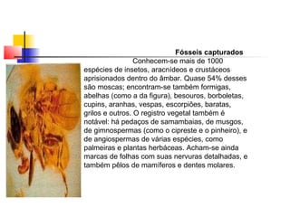 Fósseis capturados 
Conhecem-se mais de 1000 
espécies de insetos, aracnídeos e crustáceos 
aprisionados dentro do âmbar. Quase 54% desses 
são moscas; encontram-se também formigas, 
abelhas (como a da figura), besouros, borboletas, 
cupins, aranhas, vespas, escorpiões, baratas, 
grilos e outros. O registro vegetal também é 
notável: há pedaços de samambaias, de musgos, 
de gimnospermas (como o cipreste e o pinheiro), e 
de angiospermas de várias espécies, como 
palmeiras e plantas herbáceas. Acham-se ainda 
marcas de folhas com suas nervuras detalhadas, e 
também pêlos de mamíferos e dentes molares. 
 