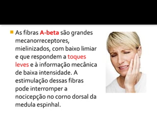  As fibras A-beta são grandes 
mecanorreceptores, 
mielinizados, com baixo limiar 
e que respondem a toques 
leves e à informação mecânica 
de baixa intensidade. A 
estimulação dessas fibras 
pode interromper a 
nocicepção no corno dorsal da 
medula espinhal. 
 