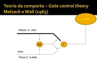 SG T 
Rápido, A - beta 
lento 
Fibras C, A-delta 
Encéfalo 
 