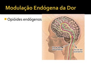 Opióides endógenos 
 