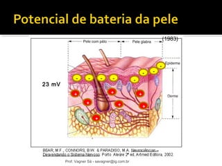 - 
Foulds e Barker, 
(1983) 
- 
+ 
+ 
- - 
+ 
+ 
+ 
- - 
+ 
+ 
- 
- 
23 mV 
Prof. Vagner Sá - savagner@ig.com.br 
 