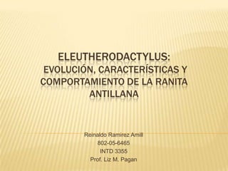 ELEUTHERODACTYLUS:
 EVOLUCIÓN, CARACTERÍSTICAS Y
COMPORTAMIENTO DE LA RANITA
         ANTILLANA


        Reinaldo Ramirez Amill
             802-05-6465
              INTD 3355
          Prof. Liz M. Pagan
 