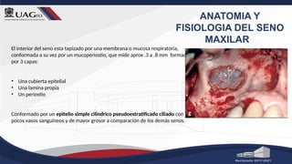 ANATOMIA Y
FISIOLOGIA DEL SENO
MAXILAR
El interior del seno esta tapizado por una membrana o mucosa respiratoria,
conformada a su vez por un mucoperiostio, que mide aprox .3 a .8 mm formado
por 3 capas:
• Una cubierta epitelial
• Una lamina propia
• Un periostio
Conformado por un epitelio simple cilindrico pseudoestratificado ciliado con
pocos vasos sanguíneos y de mayor grosor a comparación de los demás senos.
 