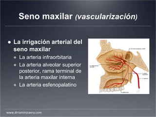 Seno maxilar (vascularización)
● La irrigación arterial del
seno maxilar
● La arteria infraorbitaria
● La arteria alveolar superior
posterior, rama terminal de
la arteria maxilar interna
● La arteria esfenopalatino
www.drramirozaera.com
 