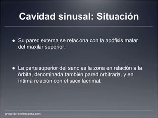 Cavidad sinusal: Situación
● Su pared externa se relaciona con la apófisis malar
del maxilar superior.
● La parte superior del seno es la zona en relación a la
órbita, denominada también pared orbitraria, y en
íntima relación con el saco lacrimal.
www.drramirozaera.com
 