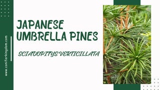 www.coniferkingdom.com
JAPANESE
UMBRELLA PINES
SCIADOPITYSVERTICILLATA
 