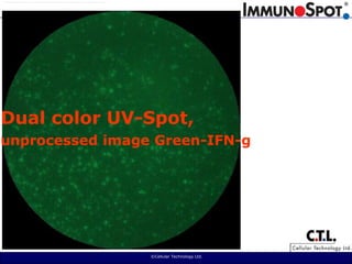  ©Cellular Technology Ltd. Dual color UV-Spot, unprocessed image Green-IFN-g