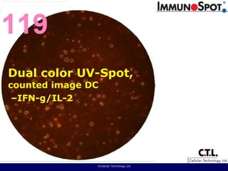  ©Cellular Technology Ltd. Dual color UV-Spot,counted image DC –IFN-g/IL-2