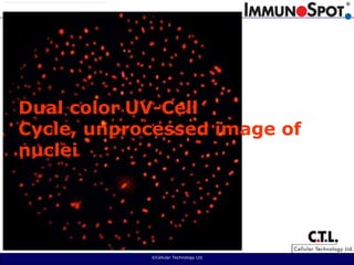  ©Cellular Technology Ltd. Dual color UV-Cell Cycle, unprocessed image of nuclei