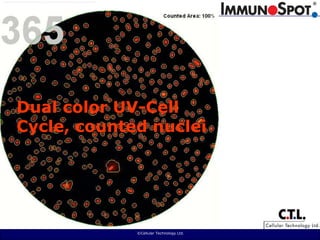  ©Cellular Technology Ltd. Dual color UV-Cell Cycle, counted nuclei