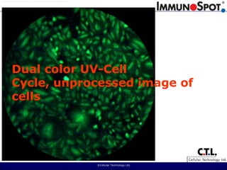  ©Cellular Technology Ltd. Dual color UV-Cell Cycle, unprocessed image of cells