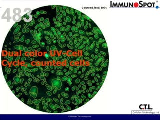  ©Cellular Technology Ltd. Dual color UV-Cell Cycle, counted cells