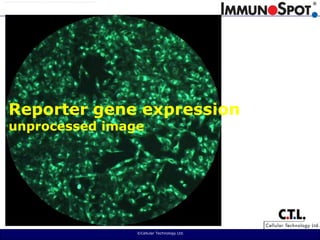  ©Cellular Technology Ltd. Reporter gene expressionunprocessed image