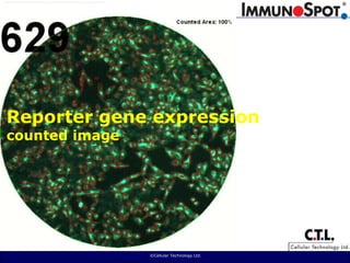  ©Cellular Technology Ltd. Reporter gene expressioncounted image