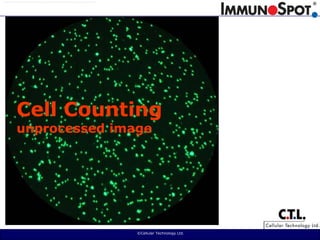  ©Cellular Technology Ltd. Cell Countingunprocessed image