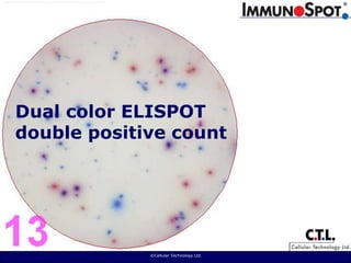  ©Cellular Technology Ltd. Dual color ELISPOT double positive count 