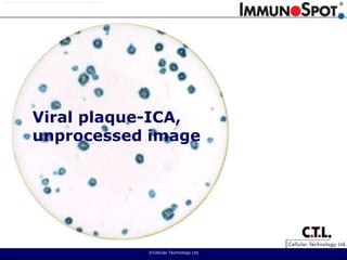 ©Cellular Technology Ltd. Viral plaque-ICA,unprocessed image