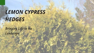LEMON CYPRESS
HEDGES
Bringing Life to the
Landscape
 