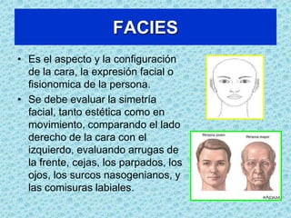 ACTITUDDespués pedir que se pare de perfil. La alineación es normal si en posición lateral puede trazarse. La alineación es normal si en posición lateral puede trazarse una línea imaginaria que pase por el lóbulo de la oreja , el hombro, la cadera, el trocánter femoral, el centro de la rodilla y delante del tobillo.
