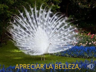 APRECIAR LA BELLEZA; 
 