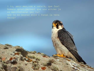 I tu, amic meu,com a català, que fas?  Romans quiet,pensant que uns altres ja  es manifestaran per tu?  que ja es mouran ells i faran la teva feina? 