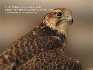 Al cap d ’ alguns mesos, el rei va cridar  el mestre falconer i li va demanar un informe sobre  l ’ entrenament  de les valuoses aus. 