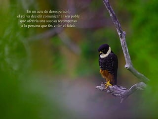 En un acte de desesperació, el rei va decidir comunicar al seu poble que oferiria una sucosa recompensa a la persona que fes volar  e l falcó. 