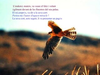L'endem à  mateix , va veure el falc ó  volant  à gilment davant de les finestres del seu palau. El rei ,sorpr è s,  va dir a la seva cort :  Porteu-me l'autor d'aquest miracle  !  La seva cort ,   acte seguit,  li va presentar un pag è s   