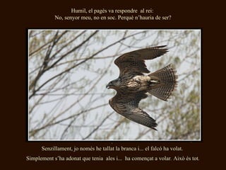 Humil , el pagès  va respondre  al rei:  No, senyor meu, no en soc. Perquè n’hauria de ser? .  Senzillament, jo només he tallat la branca i... el falcó ha volat.  Simplement s’ha adonat que tenia  ales i...  ha començat a volar .  Això és tot . 