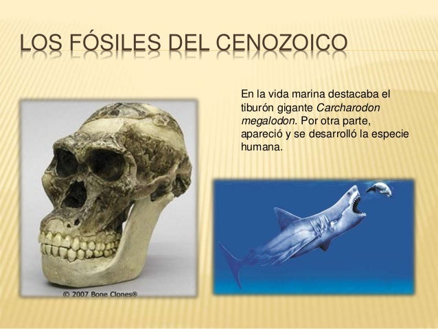 El fanerozoico